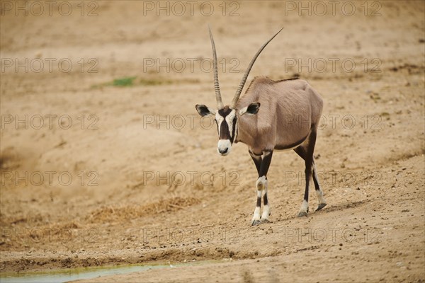 South African oryx (Oryx gazella) in the dessert, captive, distribution Africa