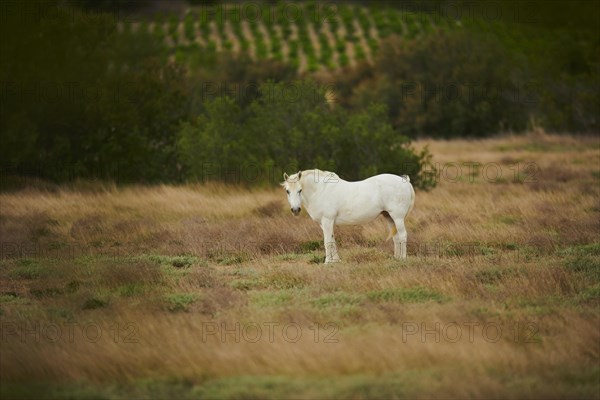 Domestic horse, white, standing on a meadow in France