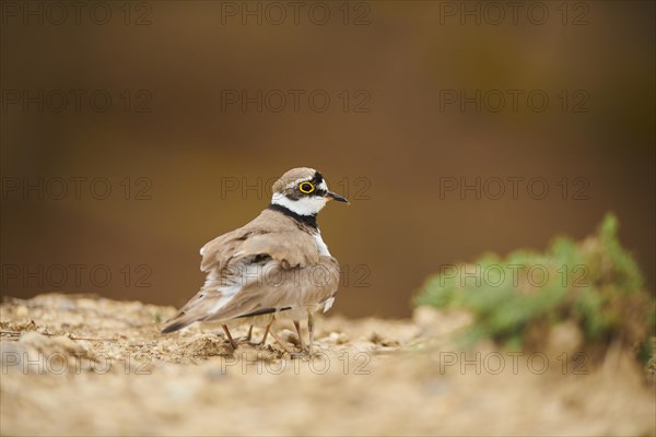 Little ringed plover (Charadrius dubius) mother with her chick on the ground, France, Europe