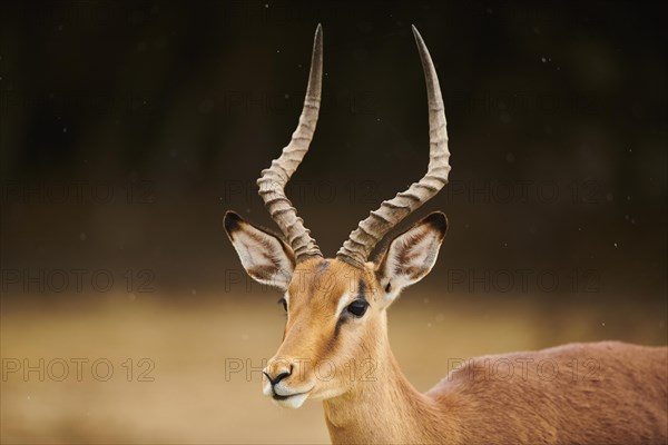 Impala (Aepyceros melampus), buck, portrait, in the dessert, captive, distribution Africa