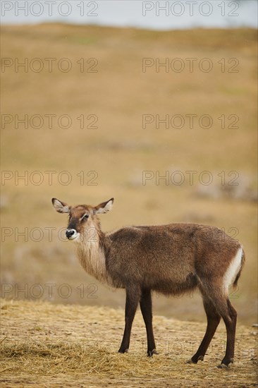 Waterbuck (Kobus defassa) in the dessert, captive, distribution Africa