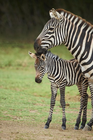 Plains zebra (Equus quagga) mother with foal in the dessert, captive, distribution Africa