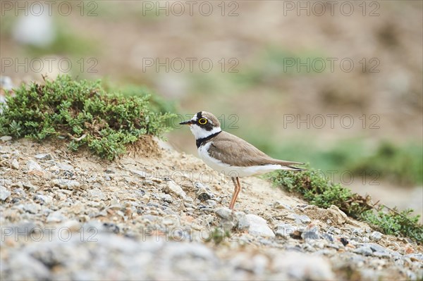 Little ringed plover (Charadrius dubius) on the ground, France, Europe