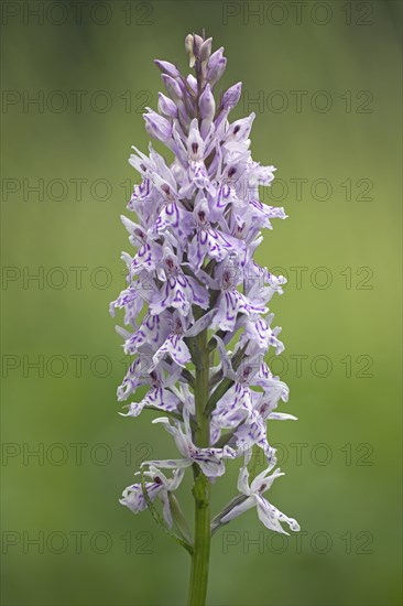 common spotted orchid