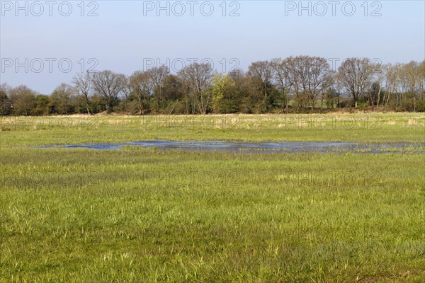 Wetland biotope in the Peene valley, waterlogged meadows, rare habitat for endangered plants and animals, Flusslandschaft Peenetal nature park Park, Mecklenburg-Western Pomerania, Germany, Europe