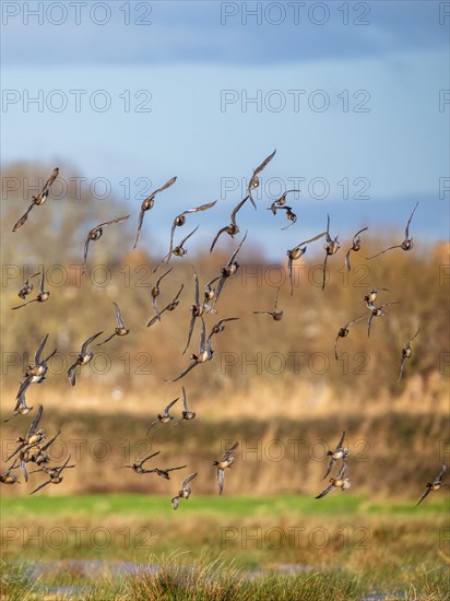 Peregrine Falcon (Falco peregrinus) during an attack on Eurasian Wigeon (Mareca penelope) ducks