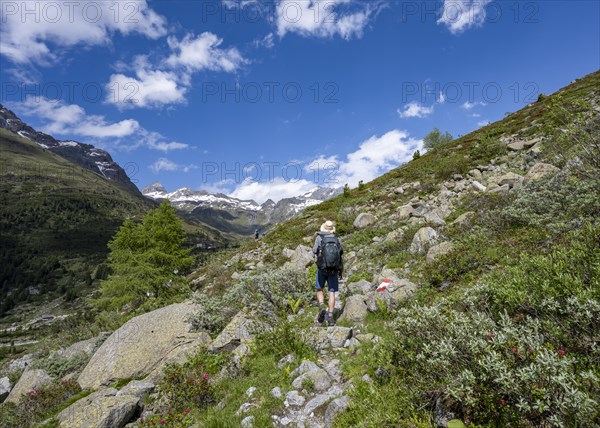 Mountaineers on a hiking trail in front of a picturesque mountain landscape, mountain peaks with snow in the background, Berliner Hoehenweg, Zillertal Alps, Tyrol, Austria, Europe