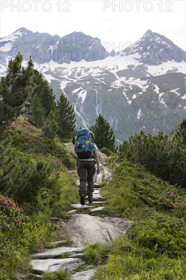 Mountaineer on a hiking trail in a picturesque mountain landscape with alpine roses, mountain peak Grosser Moerchner in the background, Berliner Hoehenweg, Zillertal Alps, Tyrol, Austria, Europe