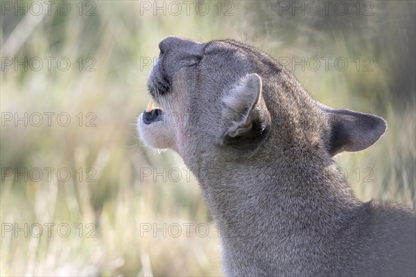 Cougar (Cougar concolor), silver lion, mountain lion, cougar, panther, small cat, animal portrait, rear view, from behind, Torres del Paine National Park, Patagonia, end of the world, Chile, South America