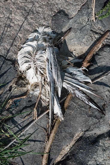 The remains of a bird lying on the ground between stones and twigs, dead arctic tern (Sterna paradisaea) , symbolic image avian influenza, bird flu, highly pathogenic avian influenza virus infection (HPAI), Schleswig-Holstein Wadden Sea National Park, Schleswig-Holstein, Germany, Europe