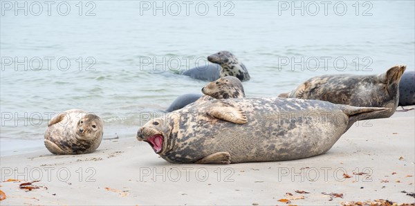Group of grey seals lying relaxed on a sandy beach, one animal yawning with its mouth wide open and teeth visible, some animals lying in the water and looking out to sea, North Sea, Insel Duene, Helgoland, Schleswig-Holstein, Germany, Europe