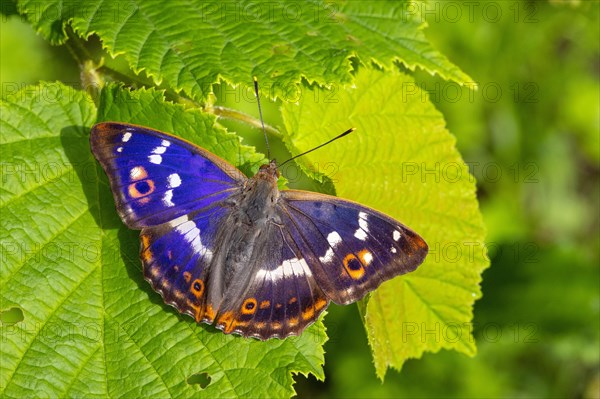 Schiller butterfly