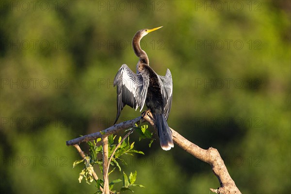 American darter (Anhinga anhinga) Pantanal Brazil