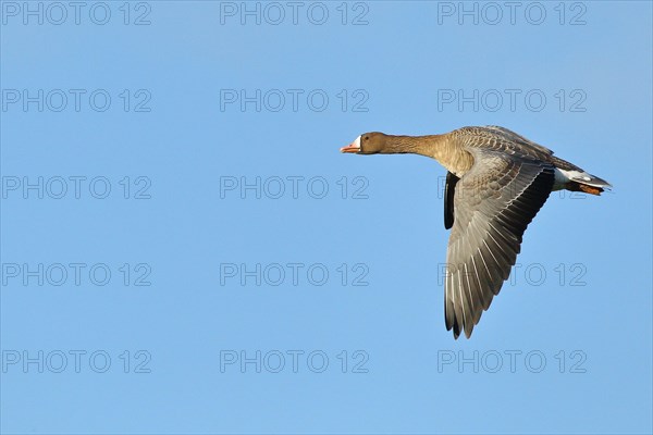 Greater white-fronted goose (Anser albifrons), in flight, Lower Rhine, North Rhine-Westphalia, Germany, Europe