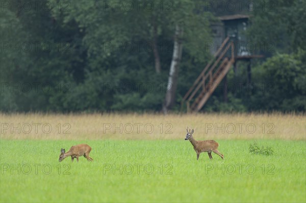 European roe deer (Capreolus capreolus), buck and doe in rut, leaf time, in a meadow, behind a high seat for hunting, wildlife, Lower Saxony, Germany, Europe