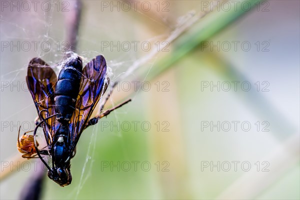Spider attacking black winged insect caught in its web against soft blurred background