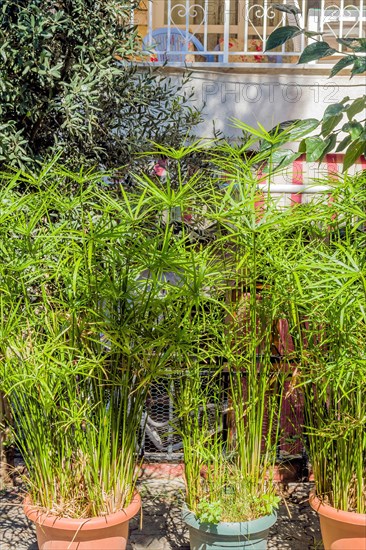 Flower pots of cyperus papyrus growing outdoors on sunny day