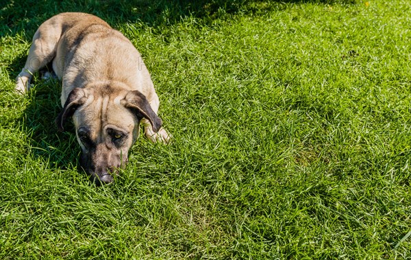 Large brown dog in grass on sunny day on Princess Island in Turkey