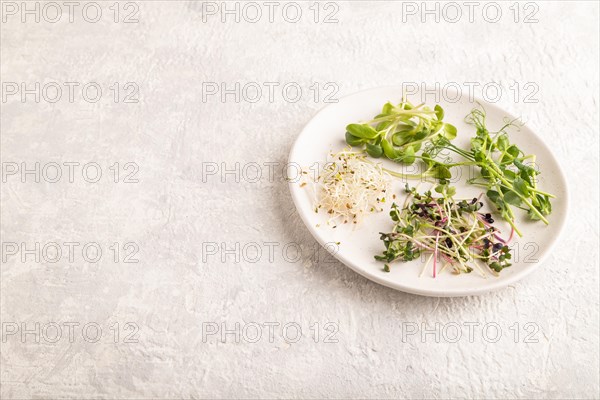White ceramic plate with microgreen sprouts of green pea, sunflower, alfalfa, radish on gray concrete background. Side view, copy space
