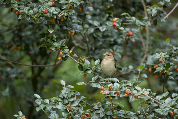European chaffinch (Fringilla coelebs) adult female bird amongst a berry laiden Cotoneaster tree, Wales, United Kingdom, Europe