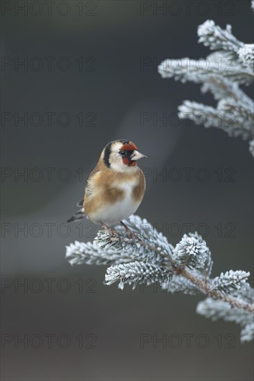 European goldfinch (Carduelis carduelis) adult bird on a frost covered Christmas tree, Suffolk, England, United Kingdom, Europe