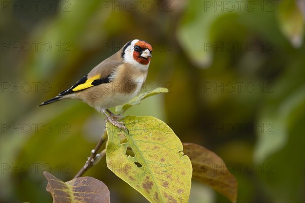 European goldfinch (Carduelis carduelis) adult bird amongst autumn leaves of a garden Magnolia tree, Suffolk, England, United Kingdom, Europe