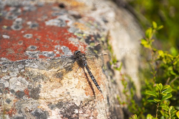Zigzag darner (Aeshna sitchensis) sitting on a rock, dragonfly, close-up, nature photograph, Tinn, Vestfold, Norway, Europe