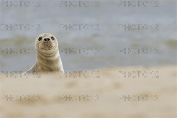 Common or Harbor seal (Phoca vitulina) juvenile baby pup on a beach, Norfolk, England, United Kingdom, Europe