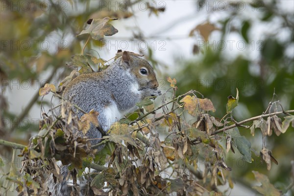 Grey squirrel (Sciurus carolinensis) adult feeding on Field maple tree seeds, Suffolk, England, United Kingdom, Europe
