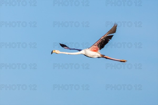 Pink flamingo flight photo