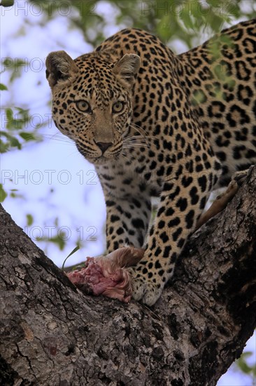 Leopard (Panthera pardus), adult, in tree, with prey, Sabi Sand Game Reserve, Kruger NP, Kruger National Park, South Africa, Africa