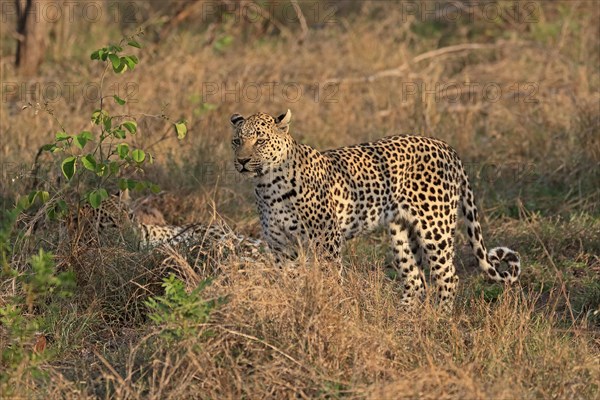 Leopard (Panthera pardus), adult, pair, alert, Sabi Sand Game Reserve, Kruger NP, Kruger National Park, South Africa, Africa