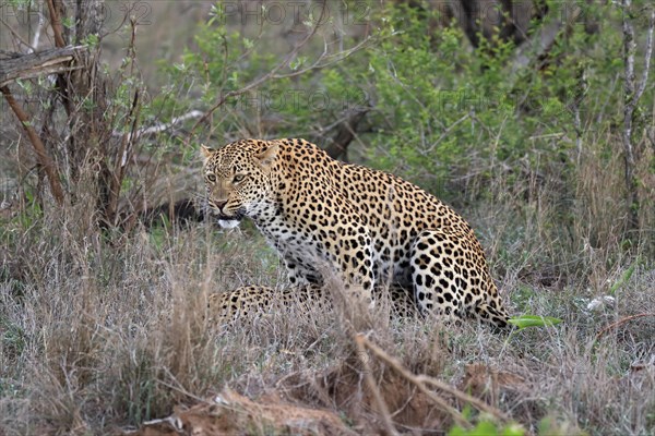 Leopard (Panthera pardus), adult, pair, mating, Sabi Sand Game Reserve, Kruger National Park, Kruger National Park, South Africa, Africa