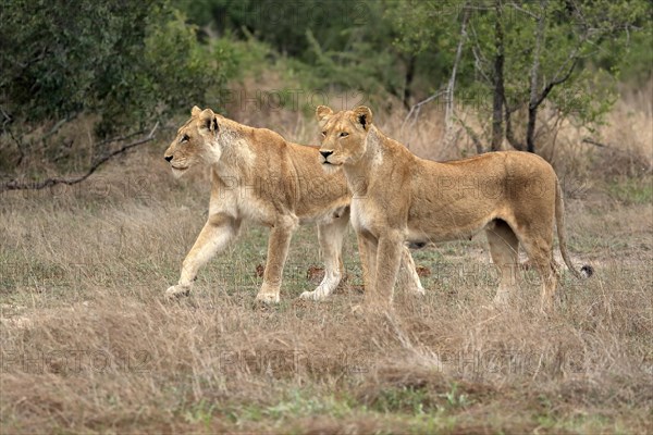 Lion (Panthera leo), adult, female, two females, vigilant, Sabi Sand Game Reserve, Kruger National Park, Kruger National Park, South Africa, Africa