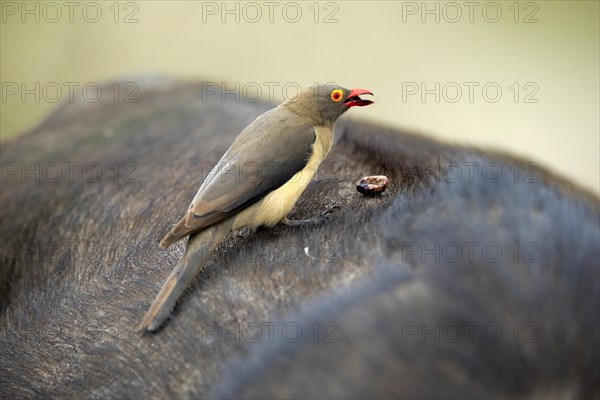 Red-billed oxpecker (Buphagus erythrorhynchus), adult on host animal, symbiosis, Kruger National Park, Kruger National Park, South Africa, Africa