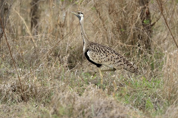 Black-bellied bustard (Lissotis melanogaster), adult, male, foraging, alert, Sabi Sand Game Reserve, Kruger National Park, Kruger National Park, South Africa, Africa