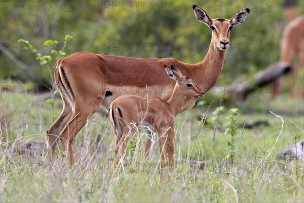 Black Heeler Antelope, (Aepyceros melampus), adult, female, young animal, mother with young animal, Kruger National Park, Kruger National Park, South Africa, Africa