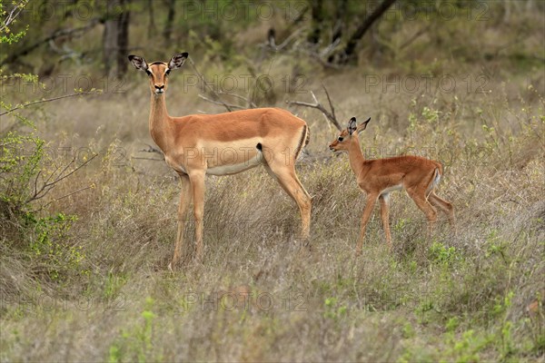 Black Heeler Antelope, (Aepyceros melampus), adult, female, young animal, mother with young animal, Kruger National Park, Kruger National Park, South Africa, Africa