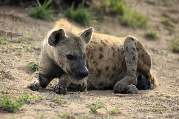 Spotted hyena (Crocuta crocuta), adult, resting, Sabi Sand Game Reserve, Kruger National Park, Kruger National Park, South Africa, Africa