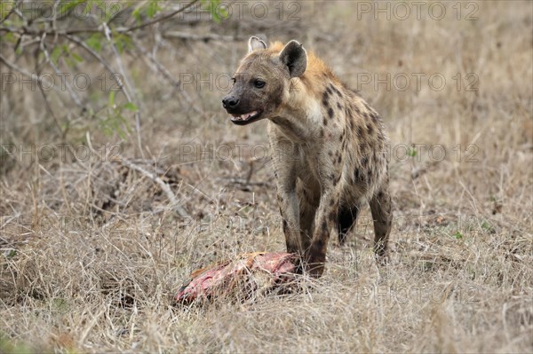 Spotted hyena (Crocuta crocuta), adult, with prey, Sabi Sand Game Reserve, Kruger National Park, Kruger National Park, South Africa, Africa