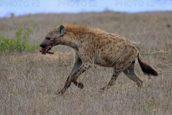 Spotted hyena (Crocuta crocuta), adult, with prey, carrying prey, running, Sabi Sand Game Reserve, Kruger National Park, Kruger National Park, South Africa, Africa