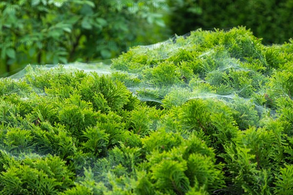 Thuja Occidentalis, western red cedar shrub with beautiful spider net in sunlight in the garden, natural texture