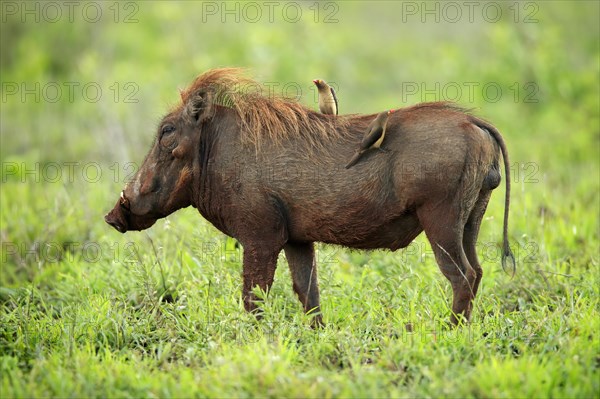 Warthog, (Phacochoerus aethiopicus), with red beak Oxpecker, (Buphagus erythrorhynchus), adult, foraging, alert, Kruger National Park, Kruger National Park, South Africa, Africa