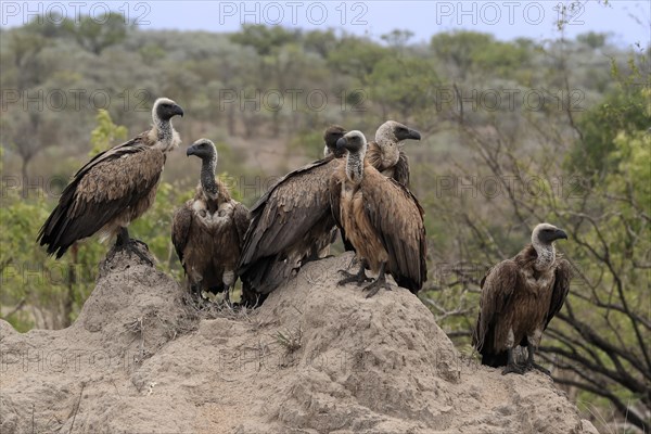 White-backed vulture (Gyps africanus), group, adult, alert, Sabi Sand Game Reserve, Kruger National Park, Kruger National Park, South Africa, Africa