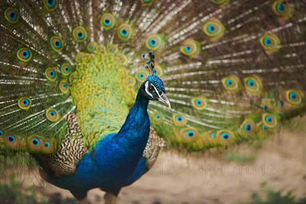 Indian peafowl (Pavo cristatus) doing a cartwheel, spreading its feathers, eyes, France, Europe