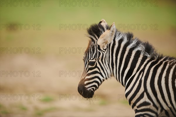 Plains zebra (Equus quagga) foal, portrait, captive, distribution Africa