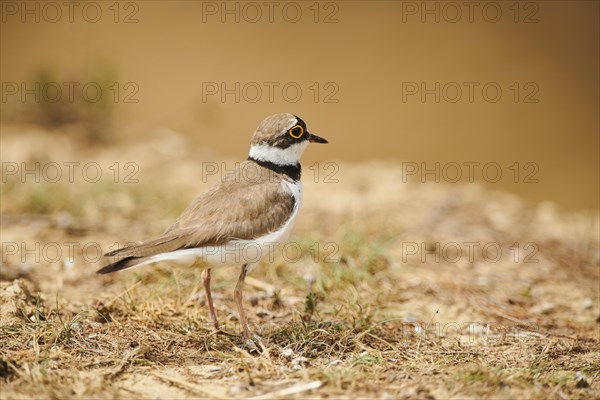 Little ringed plover (Charadrius dubius) on the ground, France, Europe