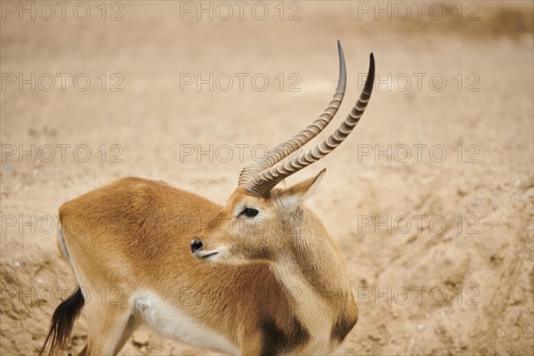 Southern lechwe (Kobus leche), portrait, captive, distribution Africa