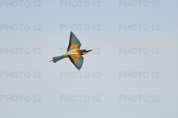 European bee-eater (Merops apiaster) flying in the sky, hunting, France, Europe