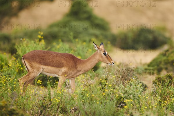 Impala (Aepyceros melampus) in the dessert, captive, distribution Africa